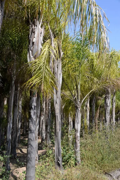 Пальмовые Листья Провинции Аликанте Коста Бланка Испания — стоковое фото