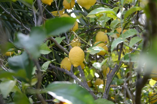 Желтые Лимоны Лимонного Дерева Провинция Аликанте Коста Бланка Испания — стоковое фото