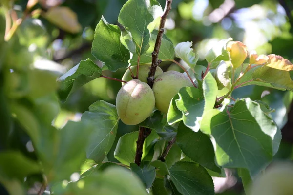西班牙瓦伦西亚省树上的杏树 — 图库照片