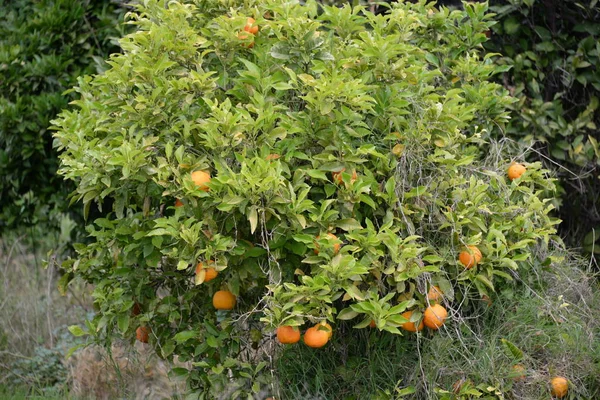 Naranjas Pequeñas Sobre Naranjo Provincia Valencia España —  Fotos de Stock