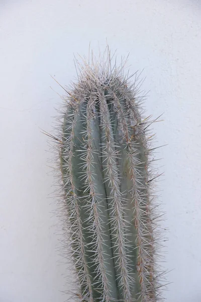 Stekelige Cactus Alicante Costa Blanca Spanje — Stockfoto