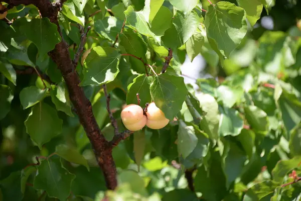 Apricots Árvore Província Valência Espanha — Fotografia de Stock