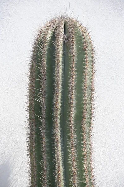 Prickly Cactus Στην Επαρχία Alicante Costa Blanca Ισπανία — Φωτογραφία Αρχείου