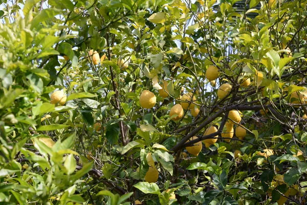Желтые Лимоны Лимонного Дерева Провинция Аликанте Коста Бланка Испания — стоковое фото