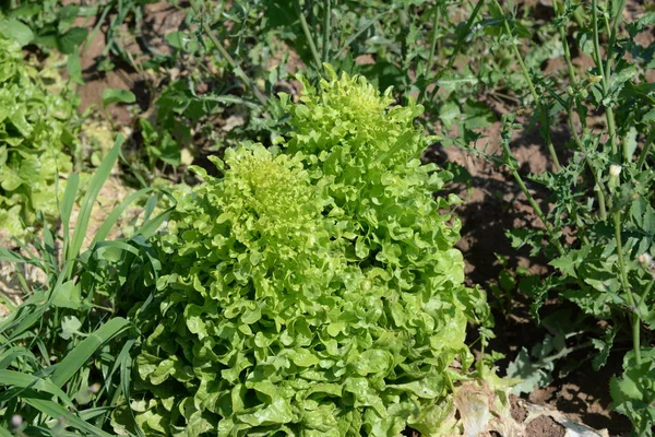 Ensalada Verde Sobre Terreno Provincia Valencia España —  Fotos de Stock