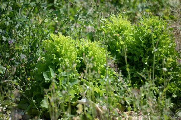 Green Salad Field Province Valencia Spain — Stock Photo, Image