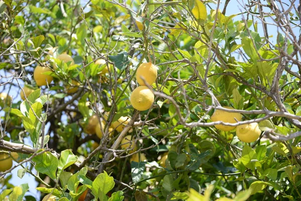 Žluté Citrony Citronu Provincie Alicante Costa Blanca Španělsko — Stock fotografie