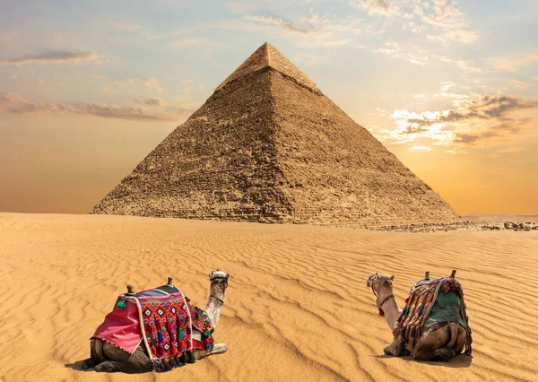 Twee Kamelen Buurt Van Piramide Van Chephren Egypte — Stockfoto