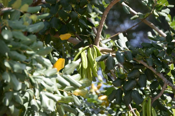 Vrucht Van Baobab Boom Provincie Valencia Spanje — Stockfoto