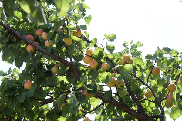 Βερίκοκα Στο Δέντρο Στην Επαρχία Της Βαλένθια Ισπανία — Φωτογραφία Αρχείου