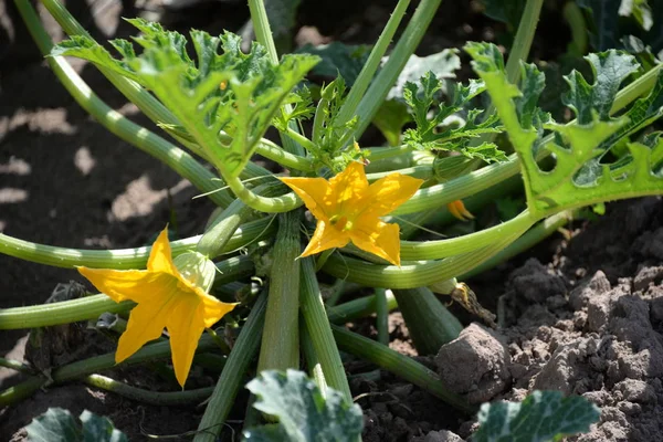 Pumpkin Bloom Province Valencia Spain — Stock Photo, Image