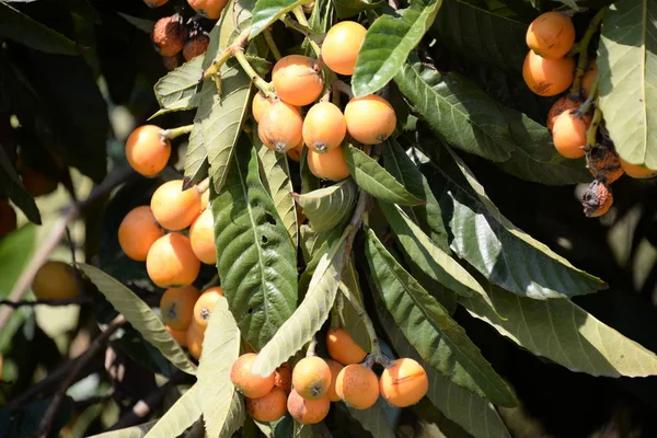 Nespole Gialle Sull Albero Provincia Valencia Spagna — Foto Stock