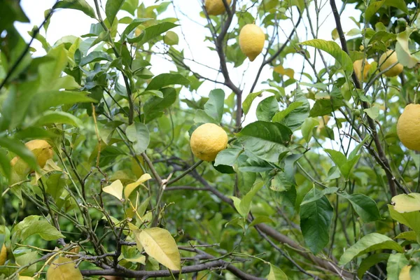 Limoni Gialli Limoneto Provincia Alicante Costa Blanca Spagna — Foto Stock