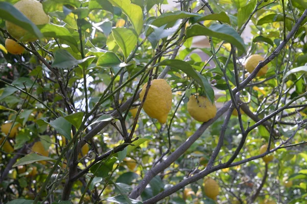 Yellow Lemons Lemon Tree Province Alicante Costa Blanca Spain — 스톡 사진