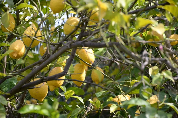 Limones Amarillos Limonero Provincia Alicante Costa Blanca España —  Fotos de Stock