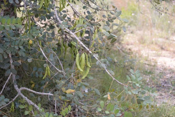 Die Frucht Des Baobabbaums Der Provinz Valencia Spanien — Stockfoto