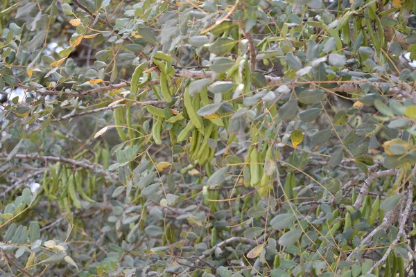 Fruto Baobá Província Valência Espanha — Fotografia de Stock