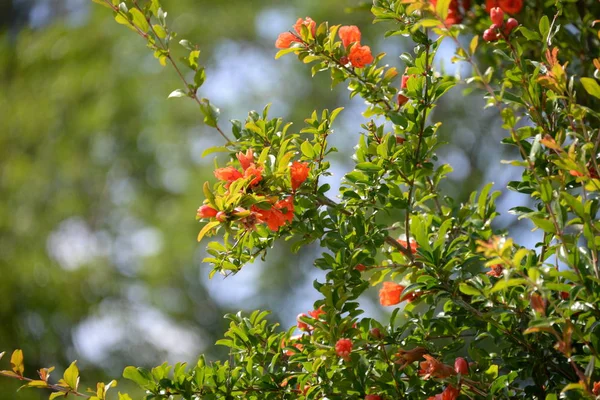 Granatäpplen Trädet Alicanteprovinsen Costa Blanca Spanien — Stockfoto