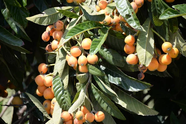 Nespole Gialle Sull Albero Provincia Valencia Spagna — Foto Stock