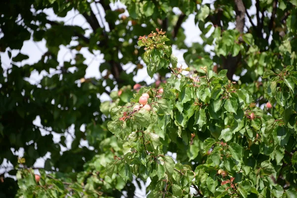 Персики Дереві Провінції Валенсія Іспанія — стокове фото
