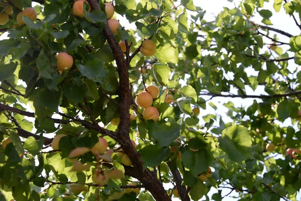 Apricots Tree Provincia Valencia España — Foto de Stock