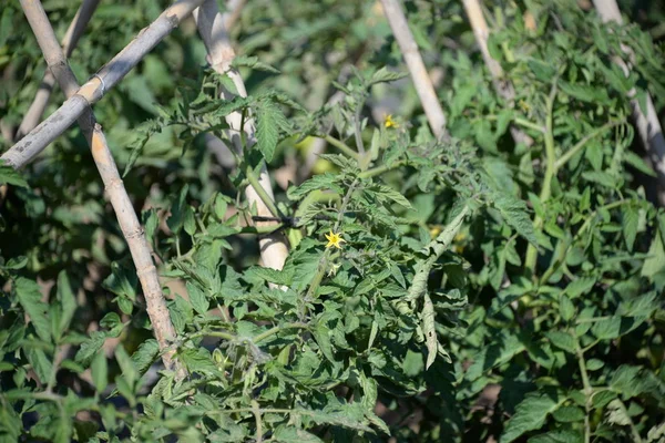 Plantas Tomate Tomates Campo Província Valência Espanha — Fotografia de Stock