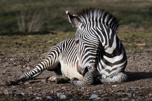 Schwarz Weiß Gestreiftes Zebratier Säugetier — Stockfoto