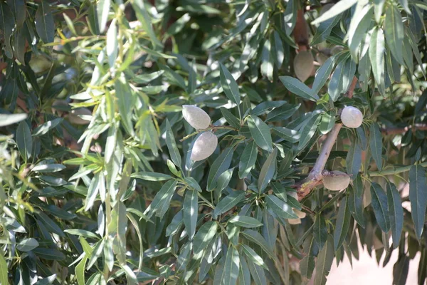 Fresh Almonds Tree Costa Blanca Spain — Stock Photo, Image