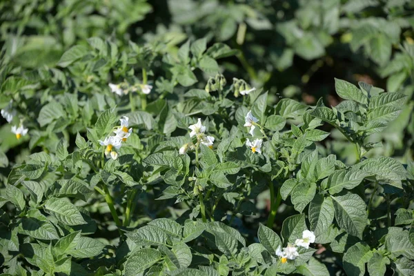 Pommes Terre Sur Terrain Dans Province Valence Espagne — Photo