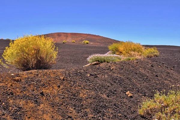 Gran Lava Azul Negra Campo Ceniza Con Florecientes Plantas Amarillas — Foto de Stock