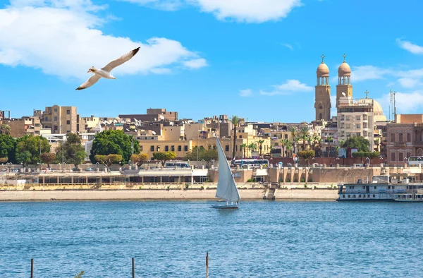 Gaviota Volando Sobre Río Nilo Luxor Vista Ciudad Veleros —  Fotos de Stock