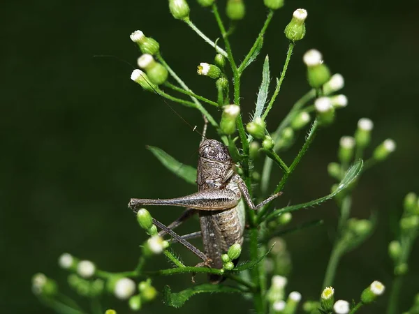 Insektsgräshoppa Cricketinsekt — Stockfoto