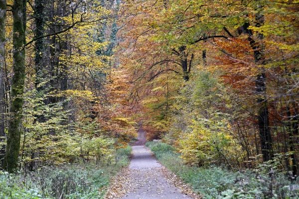 Stig Genom Höstskog — Stockfoto