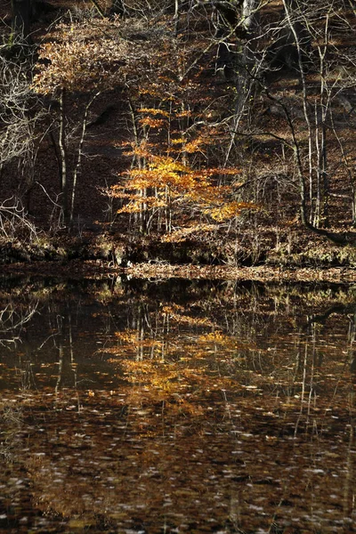 Jesienny Las Stawem — Zdjęcie stockowe