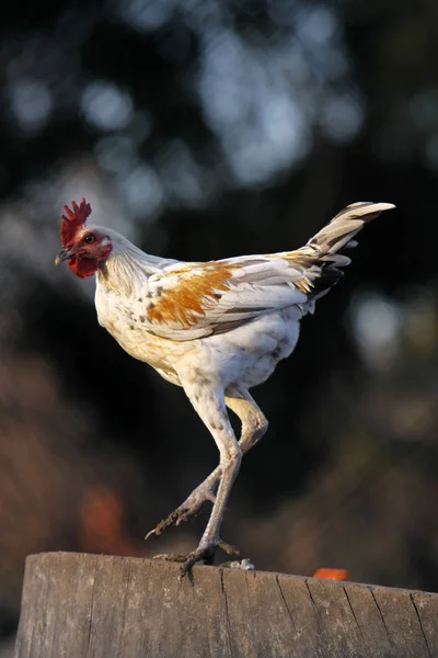 Scenic View Beautiful Bird Nature — Stock Photo, Image