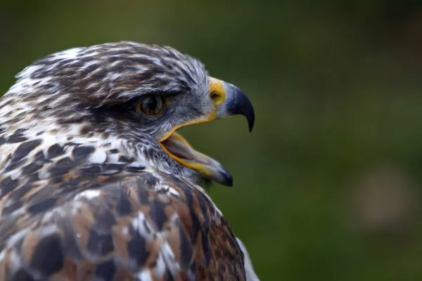 Vogel Thema Schilderachtig Schot — Stockfoto