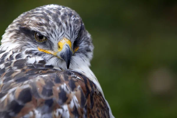 Vue Panoramique Sur Majestueux Prédateur Buzzard — Photo