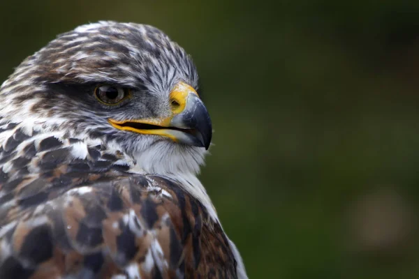 Vogelthema Malerischer Schuss — Stockfoto