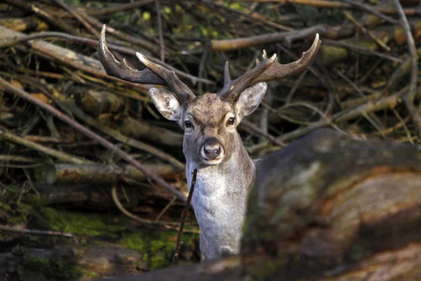 Przyroda Dzikie Zwierzęta Jelenie Fauna — Zdjęcie stockowe