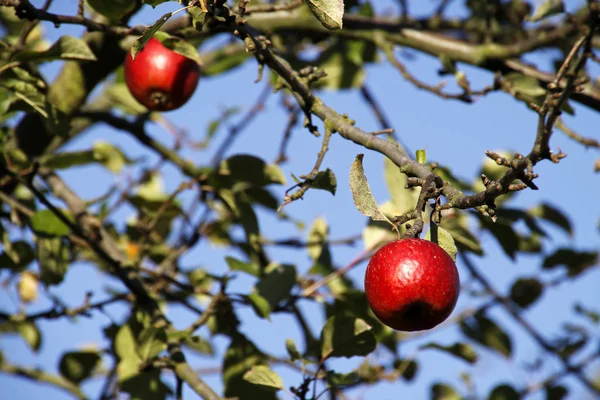 Manzanas Rojas Manzano — Foto de Stock