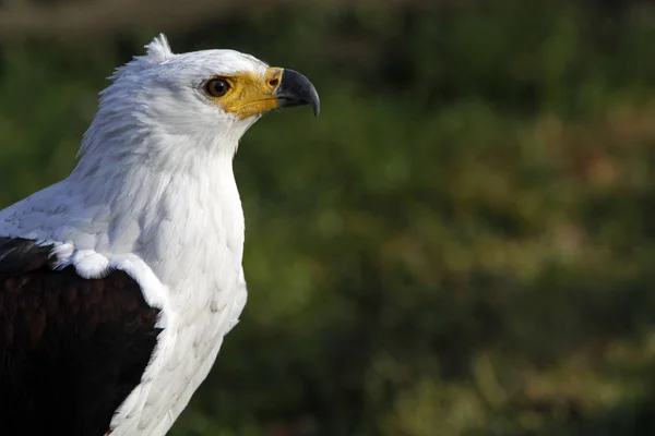 Vista Panorámica Hermoso Pájaro Naturaleza — Foto de Stock