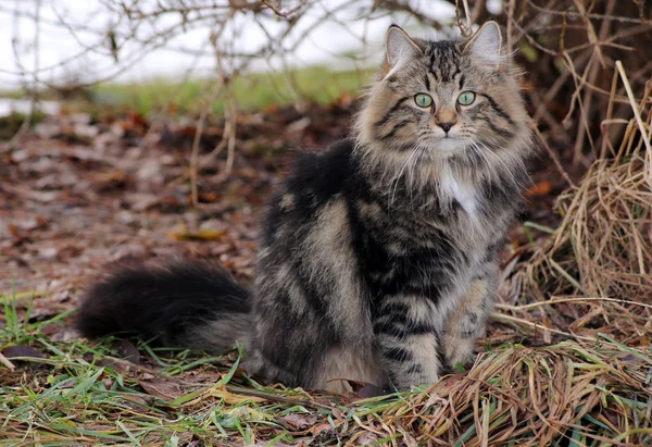 Gatto Dai Capelli Piuttosto Lunghi Con Sguardo Curioso — Foto Stock