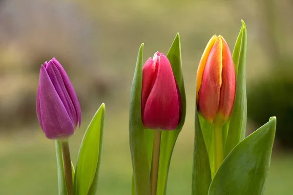 Belles Fleurs Tulipes Pétales Flore Printanière — Photo