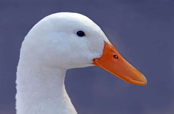 Vacker Utsikt Över Söt Gräsänder Vid Naturen — Stockfoto