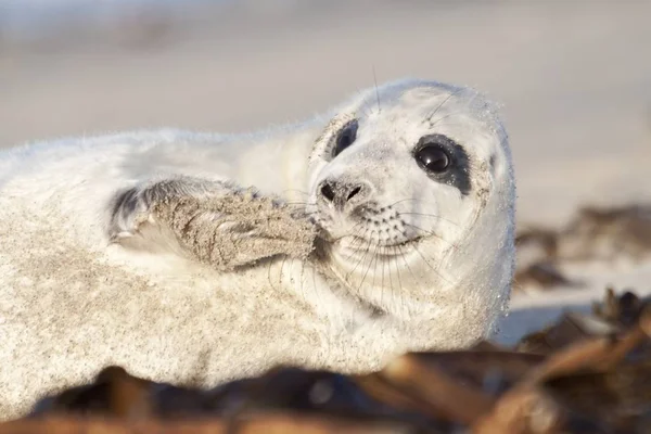 Jungtiere Selektiver Fokus — Stockfoto