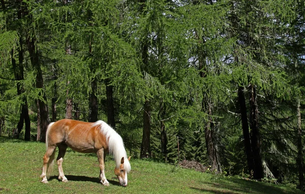 Haflinger Sur March Meadow — Photo