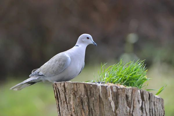 Halstaube Auf Einem Baumstamm — Stockfoto