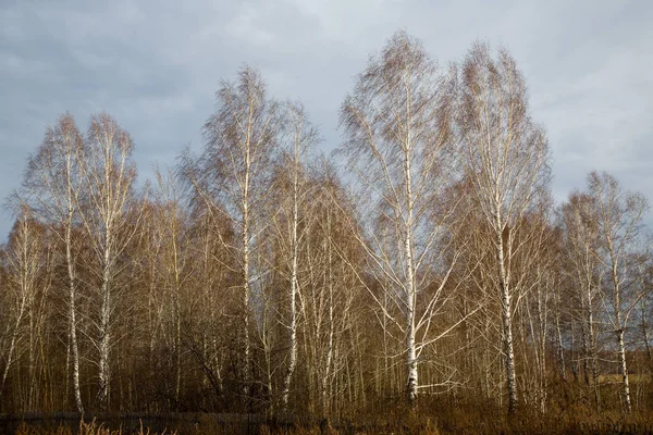 Rural Landscape Novosibirsk Siberia October 2006 — Stock Photo, Image