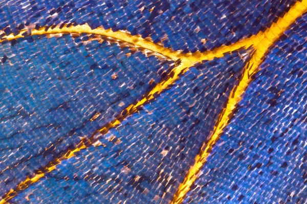 Деталі Блакитного Крила Метелика — стокове фото