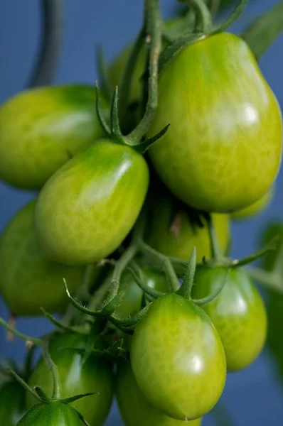 Plum Tomatoes Vine Growing — 스톡 사진